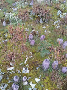 चेनाप फूलों की घाटी