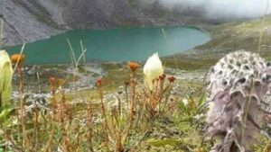 चेनाप फूलों की घाटी