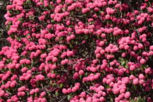 बुरांश फूल महोत्सव जल्द होगा शुरू