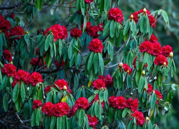 बुरांश फूल महोत्सव जल्द होगा शुरू
